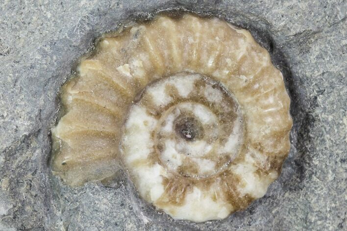 Ammonite (Promicroceras) Fossil - Lyme Regis #102886